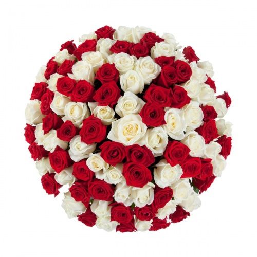 Композиция из 101 красно-белой розы "Лёд и пламя"