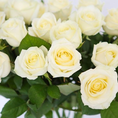 букет из 25 белых роз